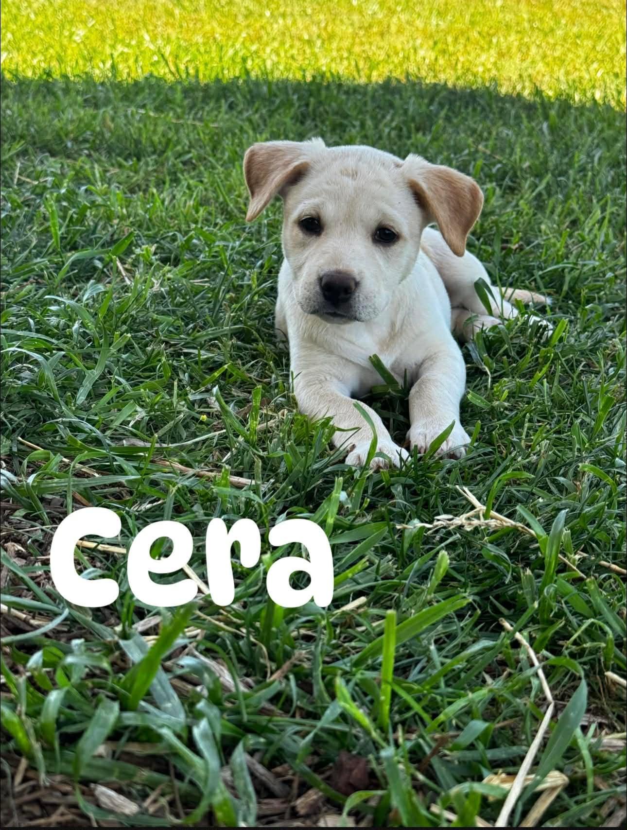 Cera , ADOPTABLE, Puppy Female Mixed Breed.