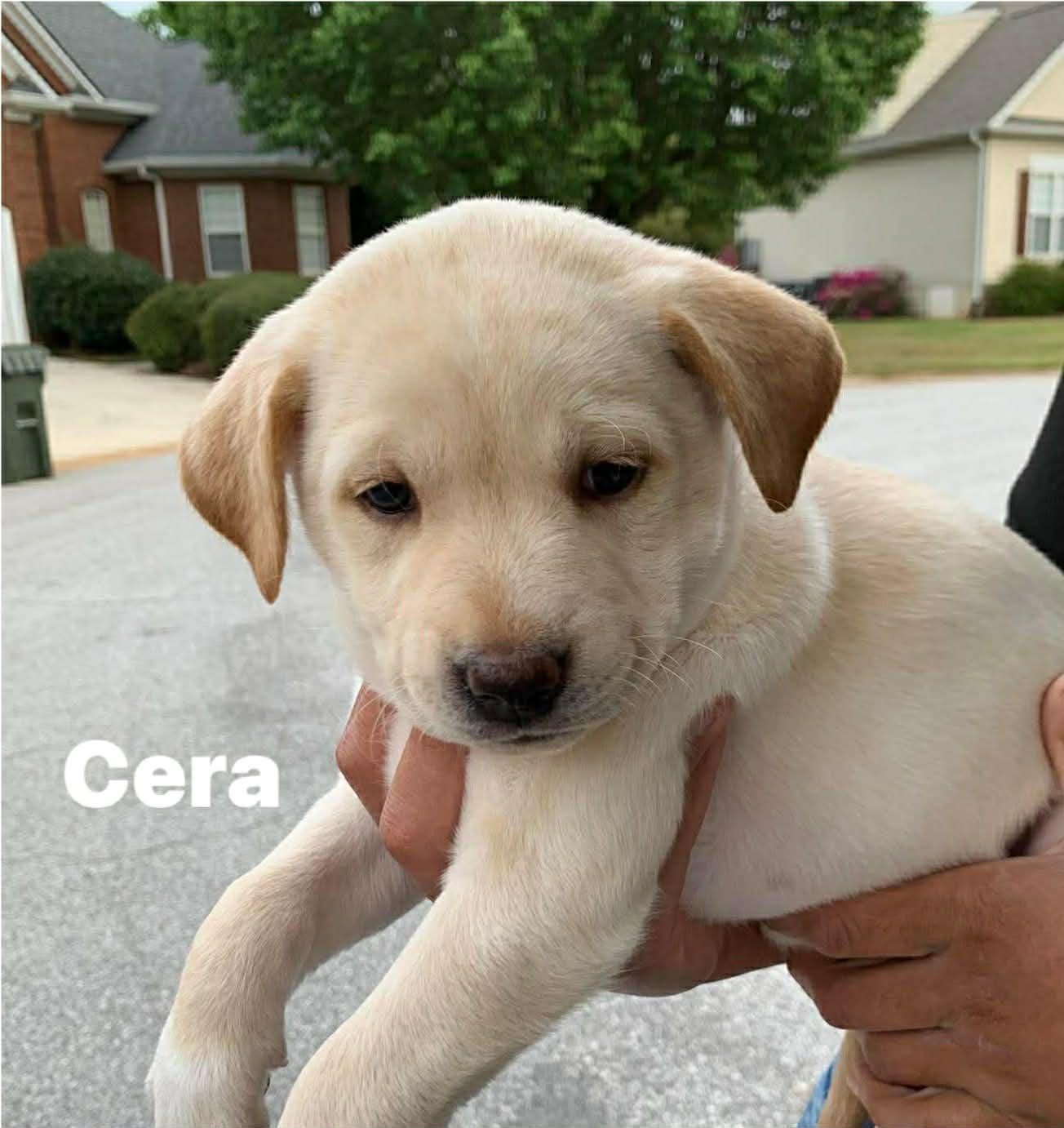 Enlarge Cera , a ADOPTABLE mixed breed in Douglas, MA image 4/4