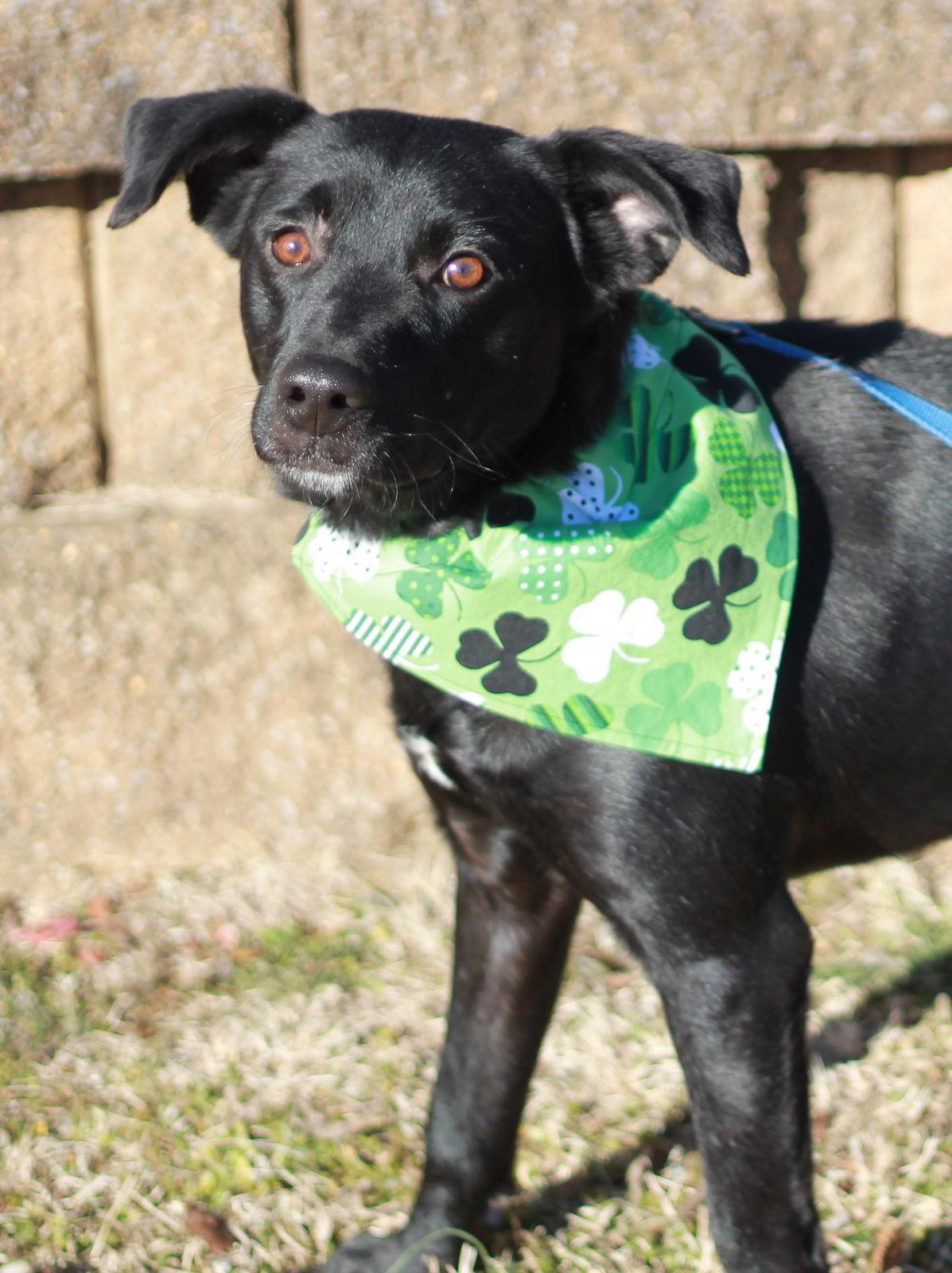 Clyde, a Adoptable mixed breed in Cookeville, TN image 1/4