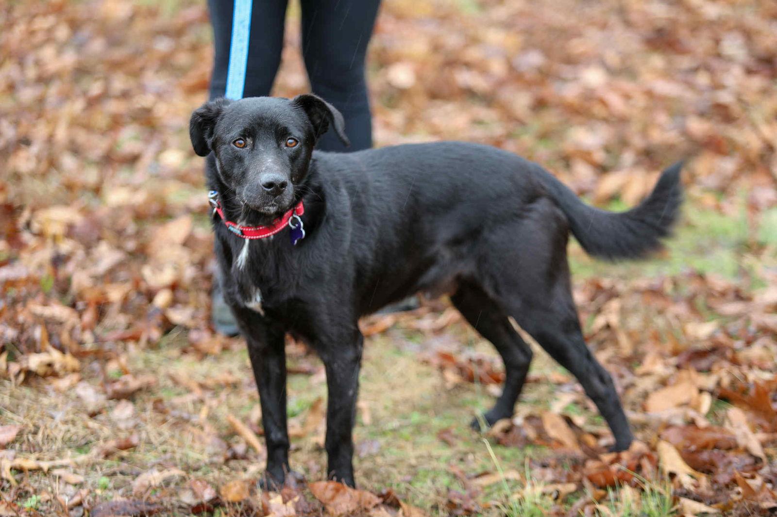 Clyde, Adoptable, Adult Male Labrador Retriever & Border Collie.
