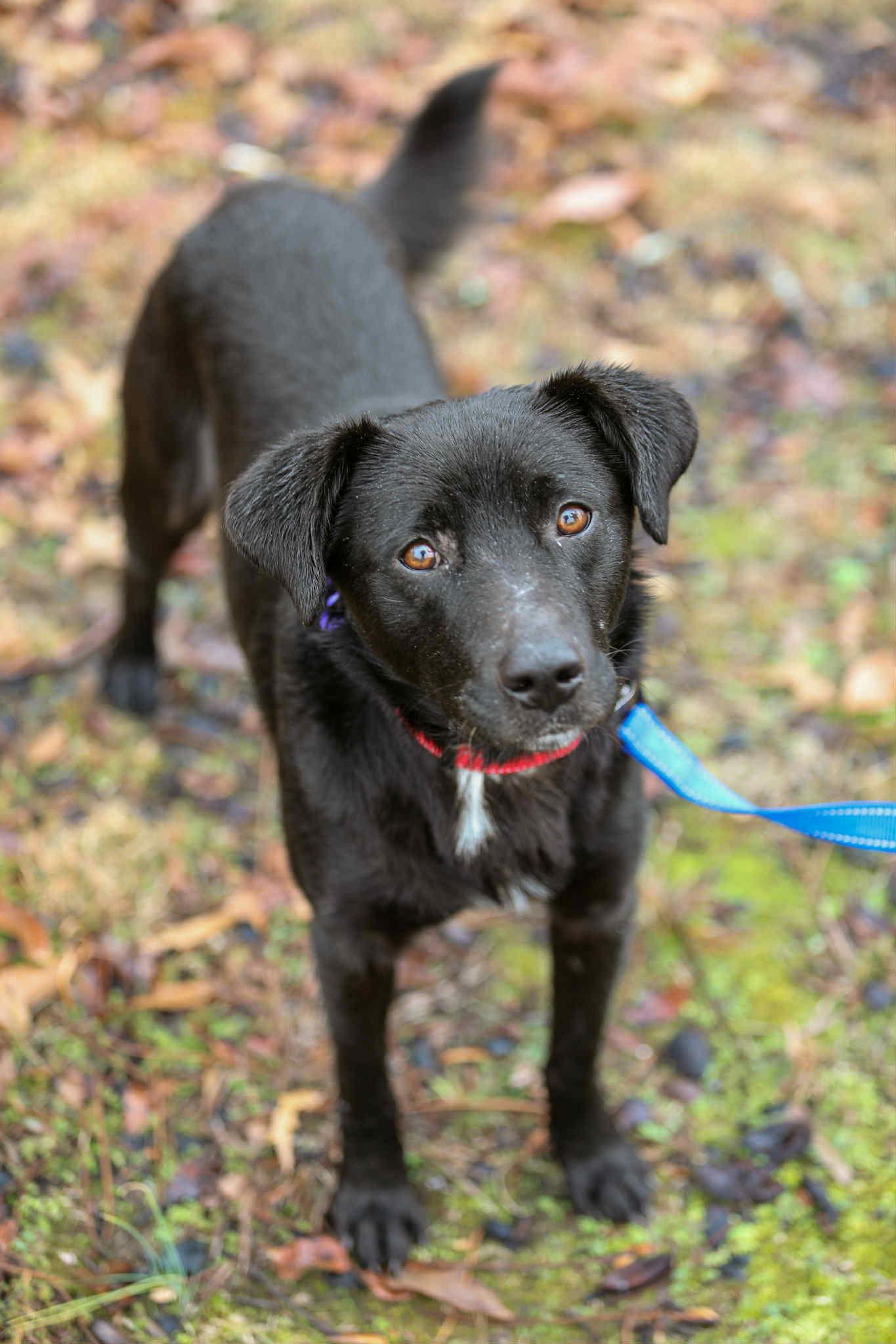 Enlarge Clyde, a Adoptable mixed breed in Cookeville, TN image 2/3