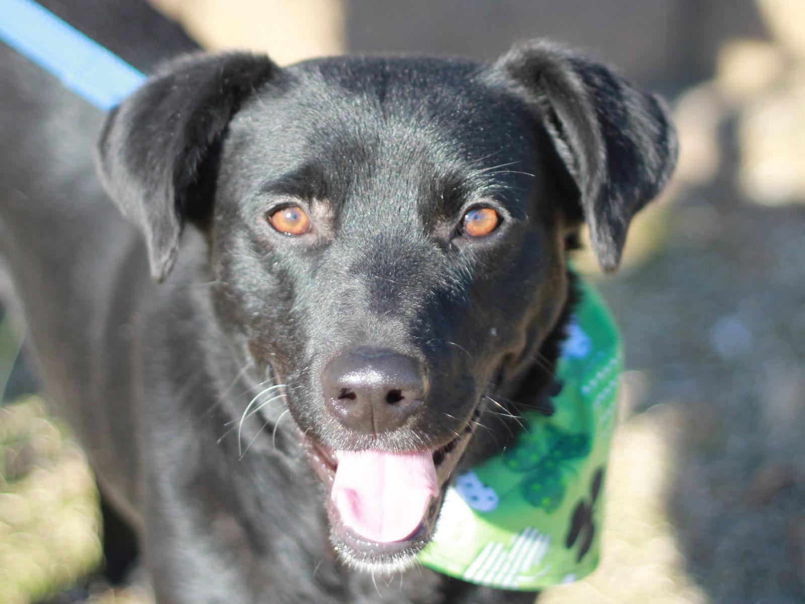 Clyde, a Adoptable mixed breed in Cookeville, TN image 2/4