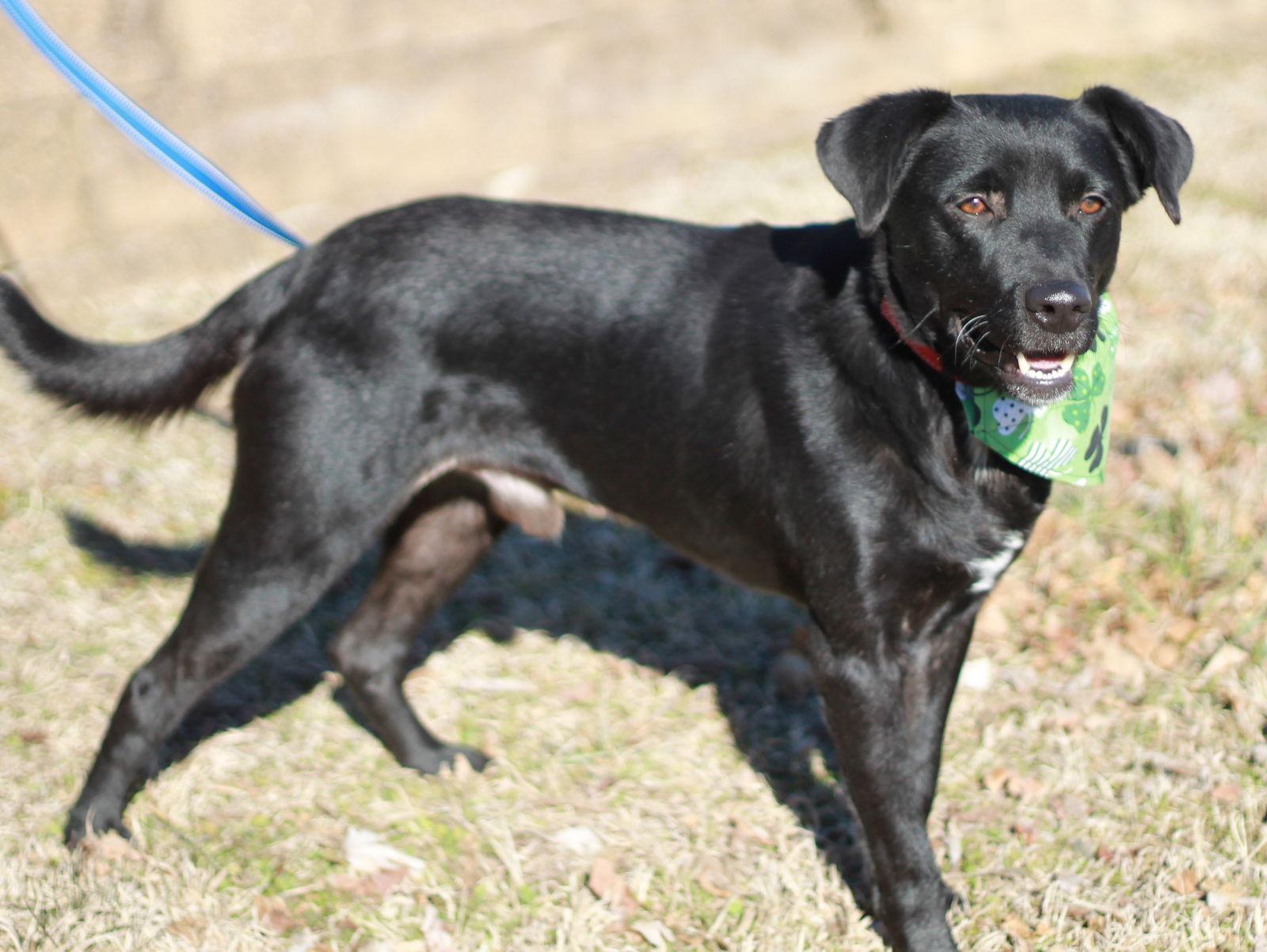 Clyde, a Adoptable mixed breed in Cookeville, TN image 3/4