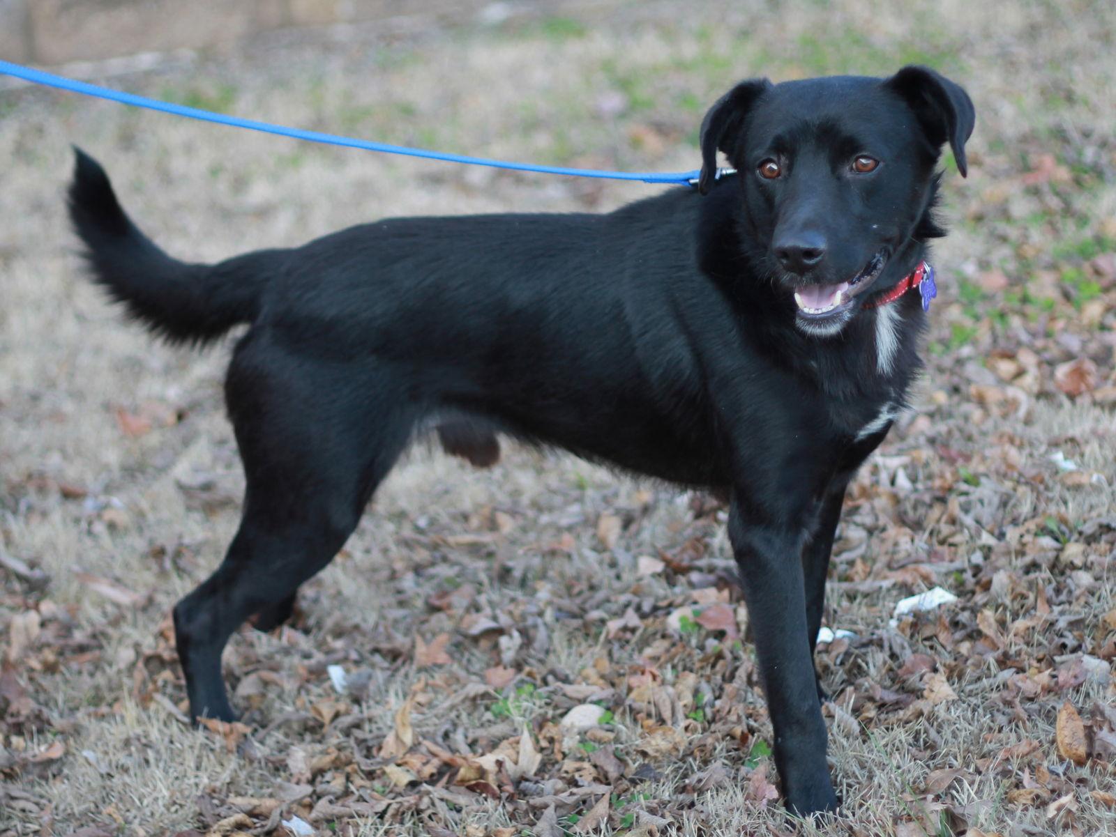 Clyde, Adoptable, Adult Male Labrador Retriever & Border Collie.