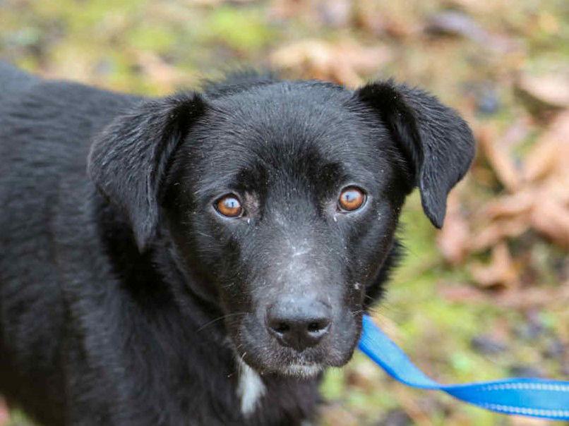 Enlarge Clyde, a Adoptable mixed breed in Cookeville, TN image 3/3