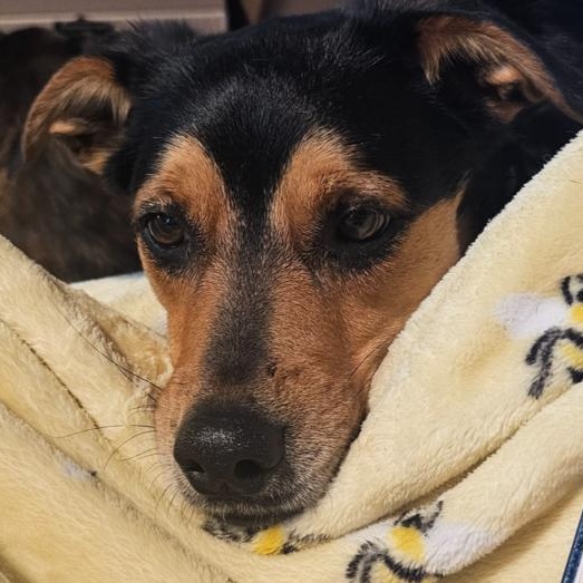 Boo-Boo Bear, a Adoptable mixed breed in Milton, GA image 2/6