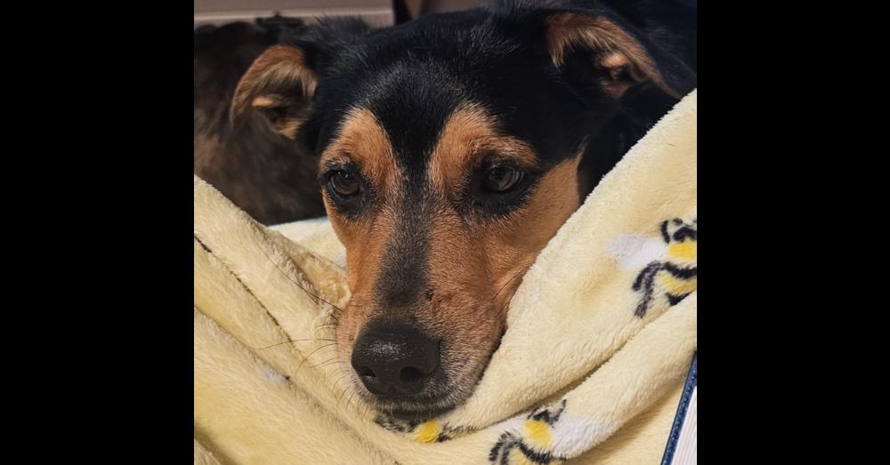 Enlarge Boo-Boo Bear, a Adoptable mixed breed in Milton, GA image 1/6