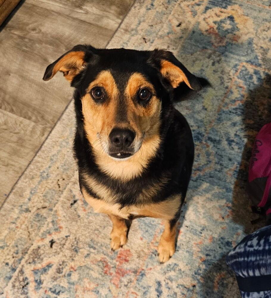 Enlarge Boo-Boo Bear, a Adoptable mixed breed in Milton, GA image 2/6