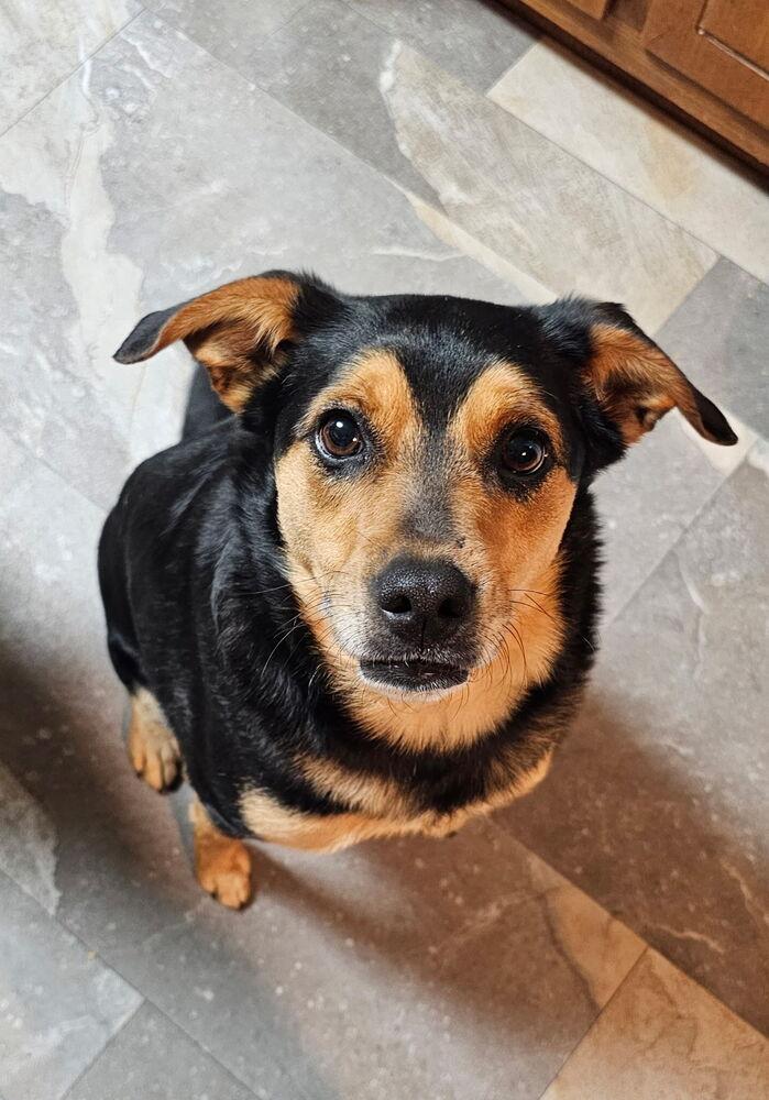 Enlarge Boo-Boo Bear, a Adoptable mixed breed in Milton, GA image 3/6