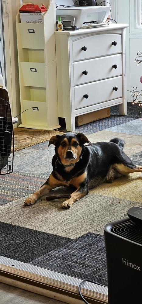 Boo-Boo Bear, Adoptable, Adult Male Hound.