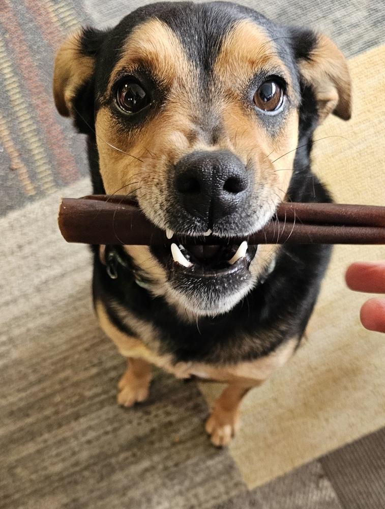 Enlarge Boo-Boo Bear, a Adoptable mixed breed in Milton, GA image 5/6