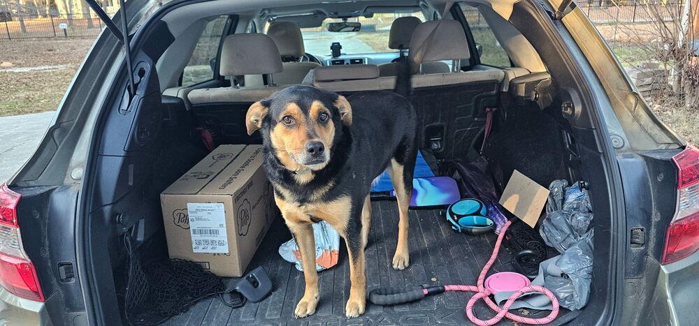 Enlarge Boo-Boo Bear, a Adoptable mixed breed in Milton, GA image 6/6