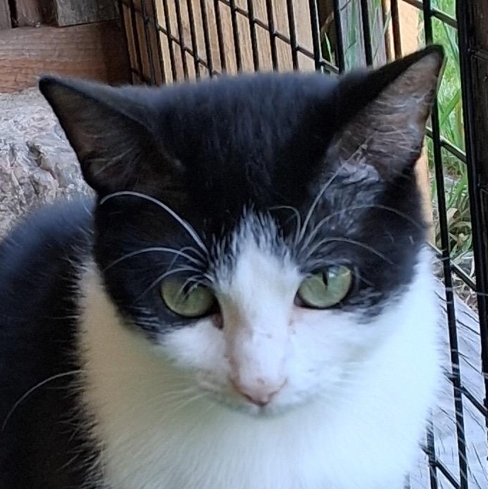 Silly String, Adoptable, Adult Female Domestic Short Hair.
