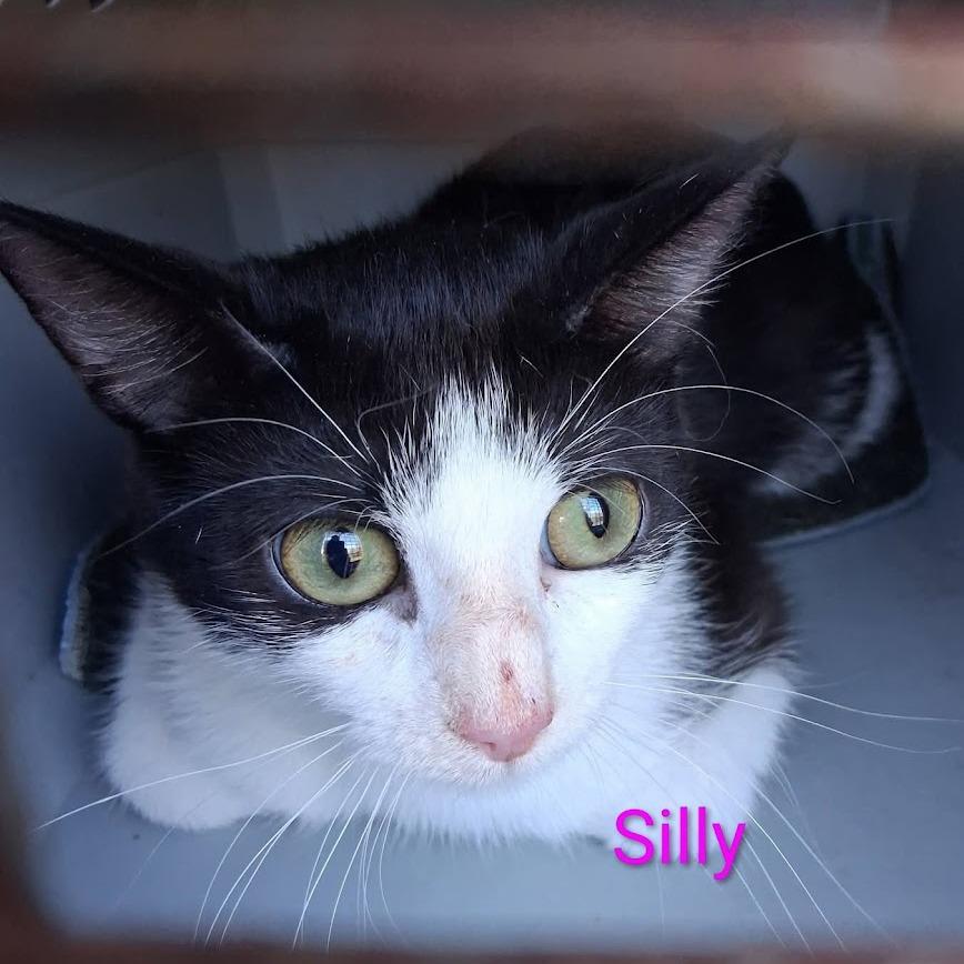 Enlarge Silly String, a Adoptable Domestic Short Hair in Grand Rapids, MN image 2/2