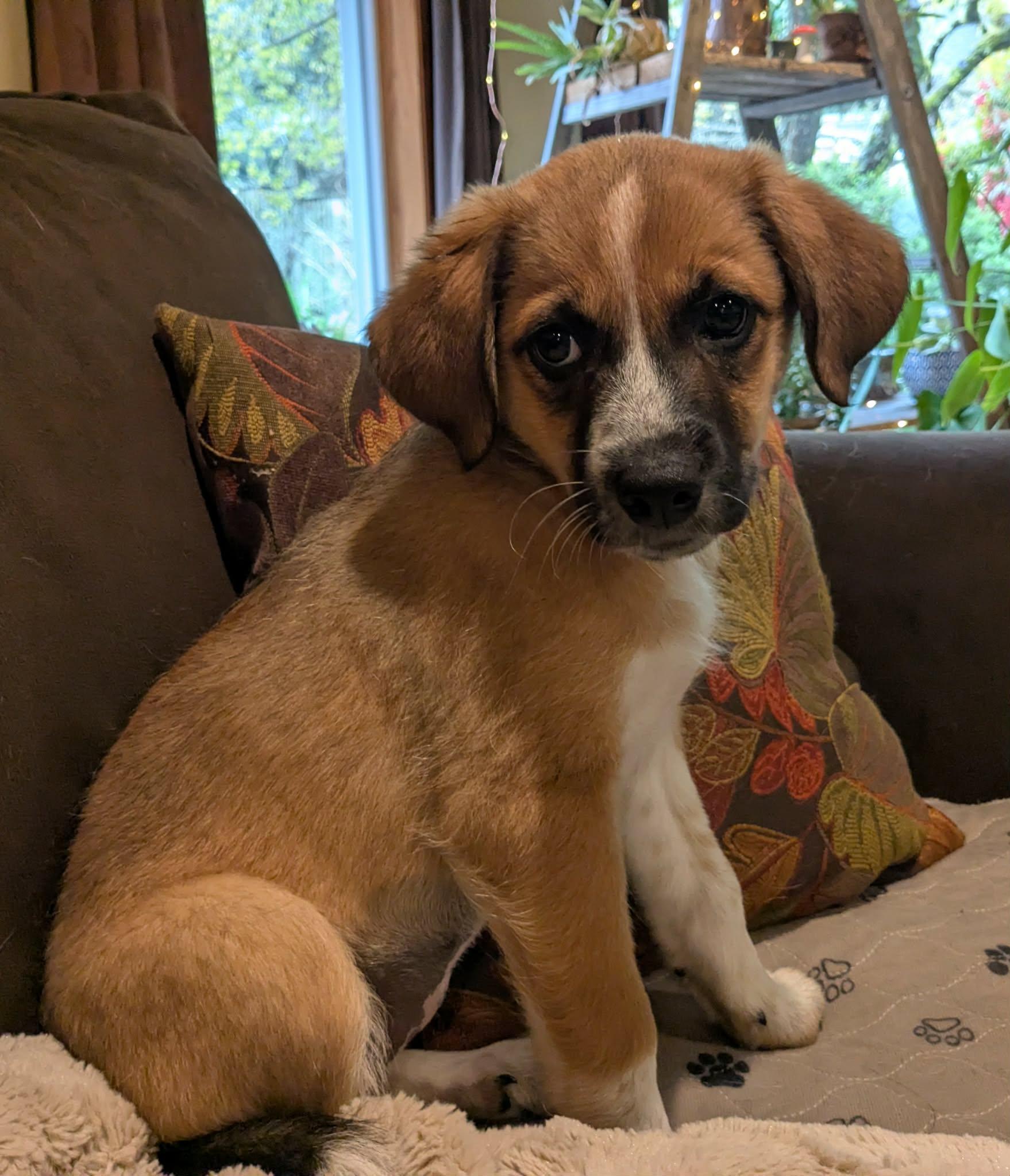 Jellybean (Easter litter), an adoptable mixed breed in Silvana, WA image 3/6