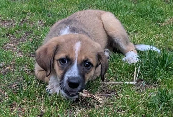 Jellybean (Easter litter), an adoptable mixed breed in Silvana, WA image 2/6