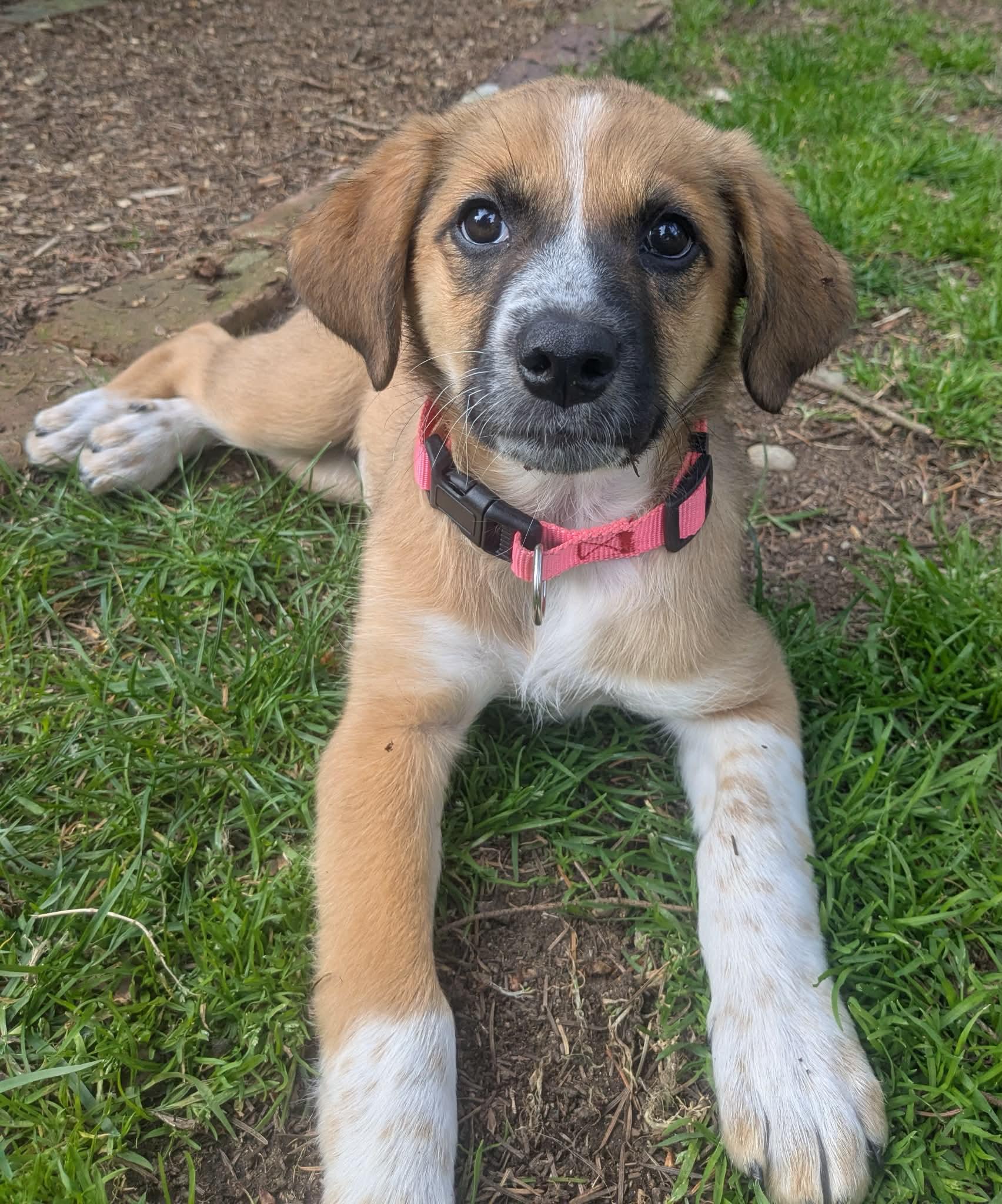 Jellybean (Easter litter), adoptable, Puppy Female Great Pyrenees & Cattle Dog.