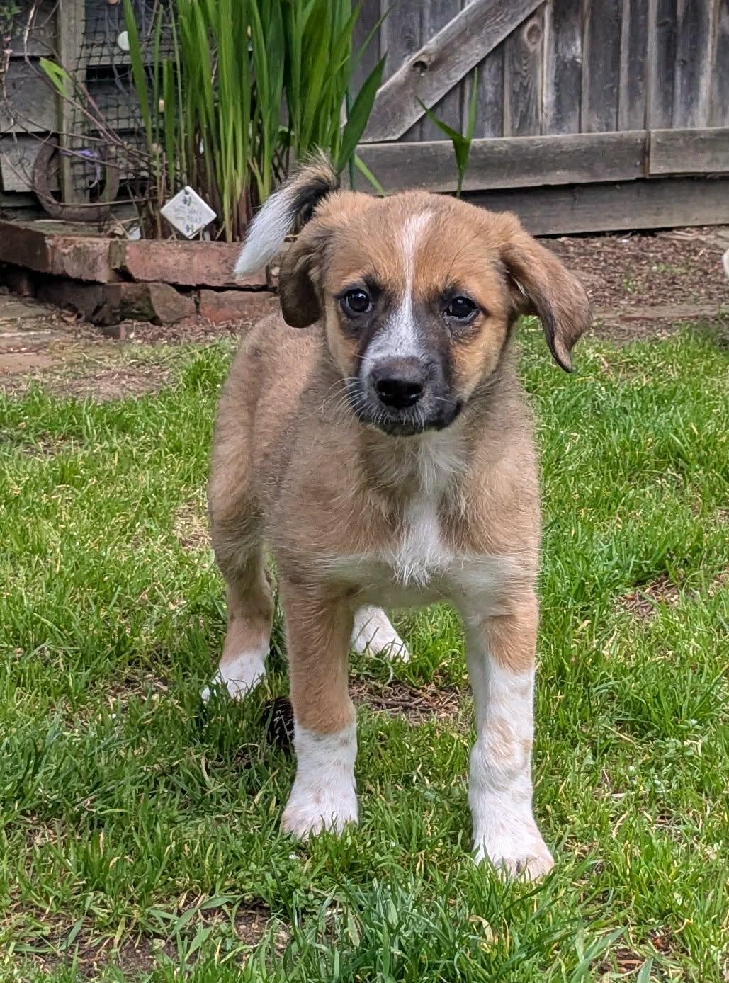 Jellybean (Easter litter), an adoptable mixed breed in Silvana, WA image 1/6