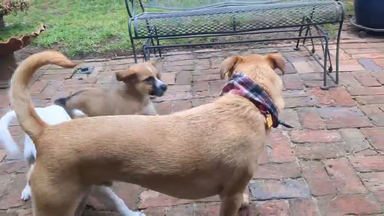 Enlarge Jellybean (Easter litter), an adoptable mixed breed in Silvana, WA video 6/6