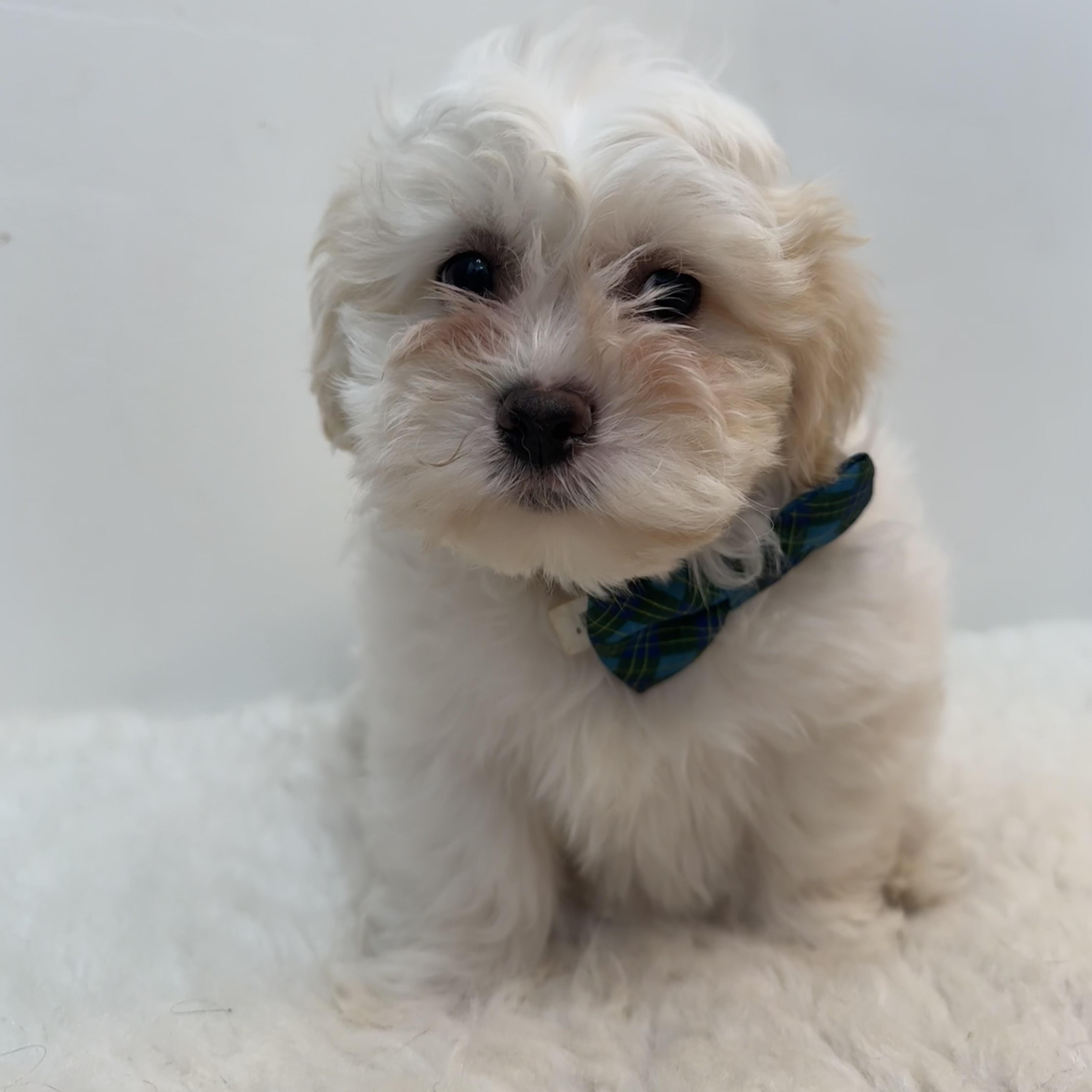 Enlarge Coconut, a ADOPTABLE mixed breed in Wrightstown, NJ image 6/6