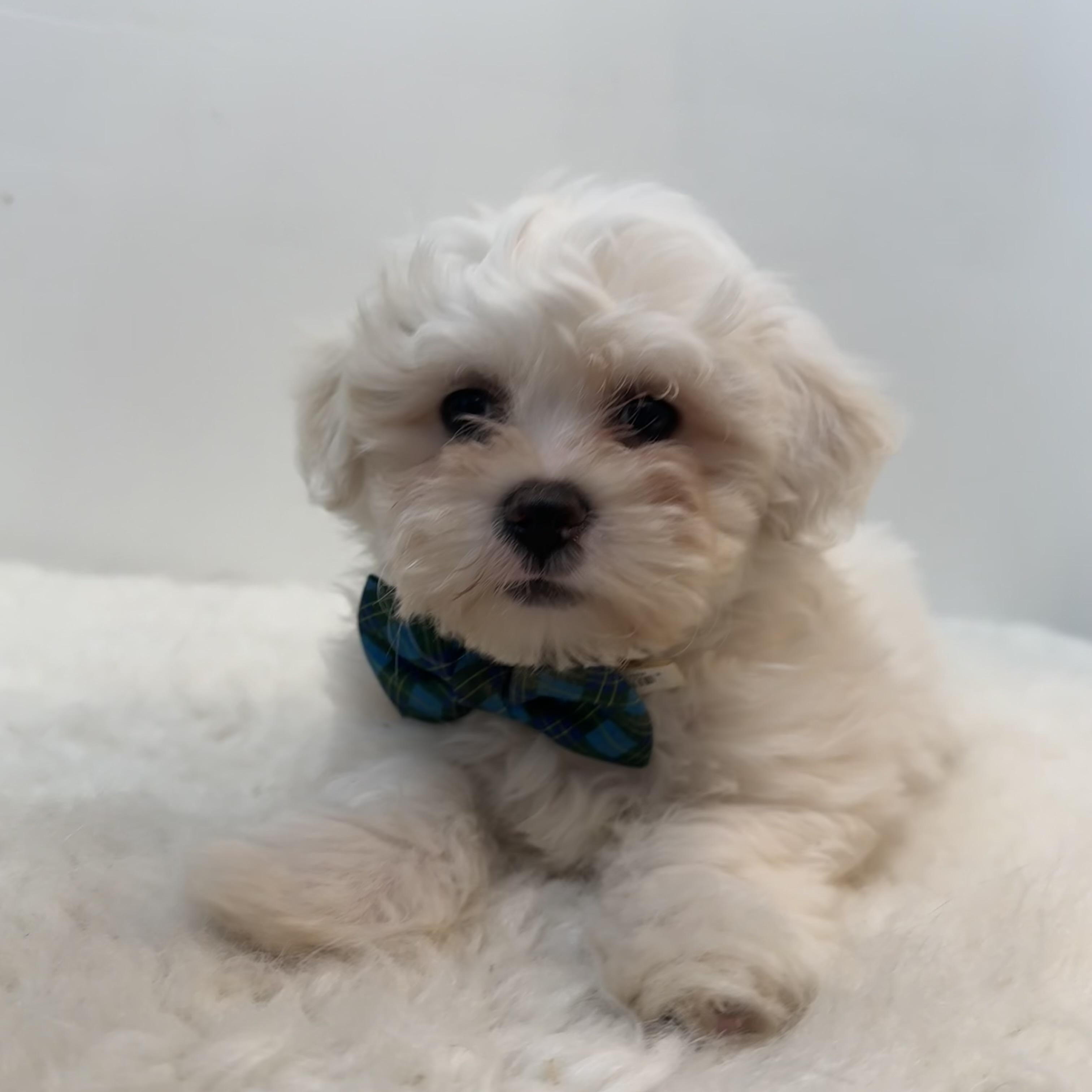 Coconut, ADOPTABLE, Puppy Male Havanese & Bichon Frise.