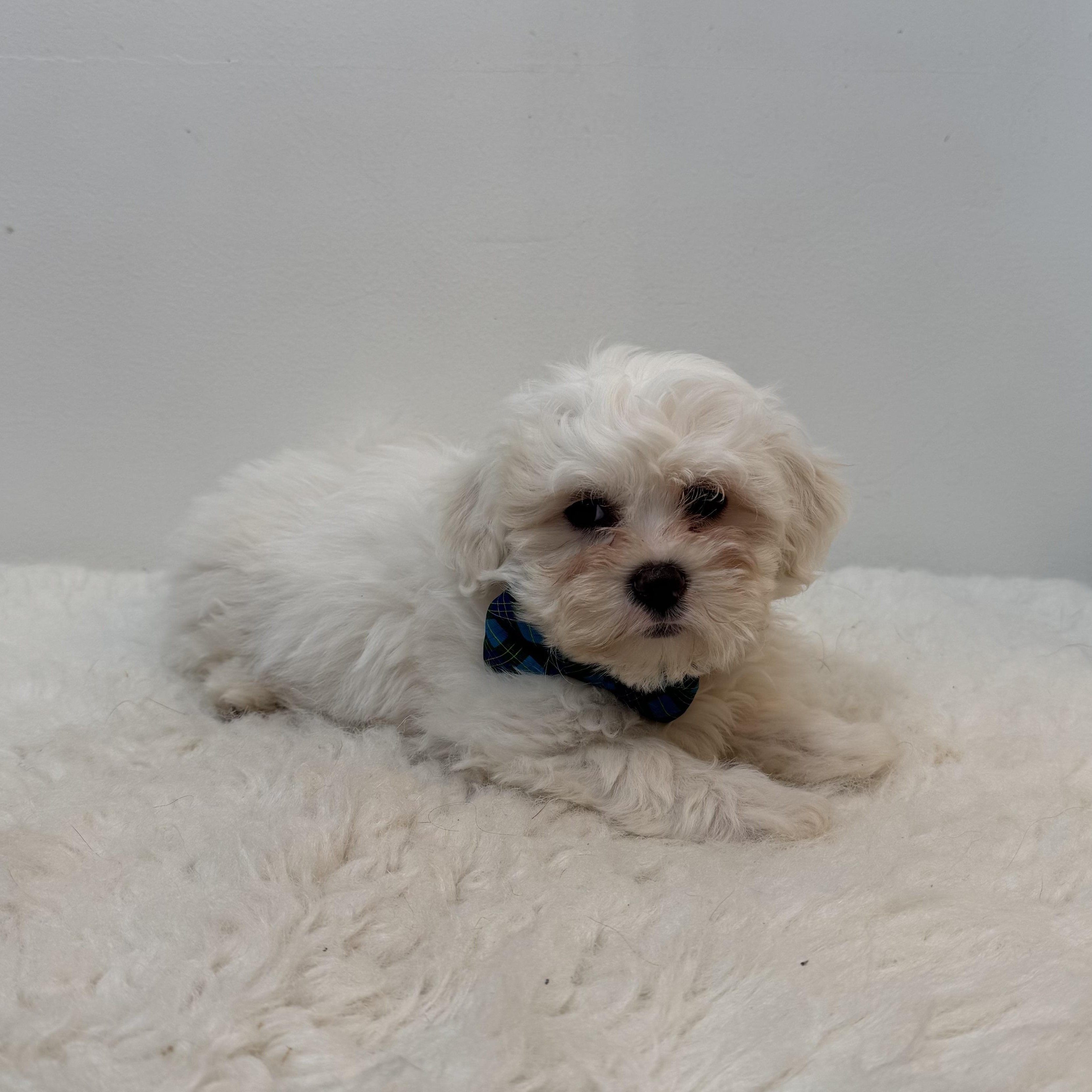 Enlarge Coconut, a ADOPTABLE mixed breed in Wrightstown, NJ image 3/6