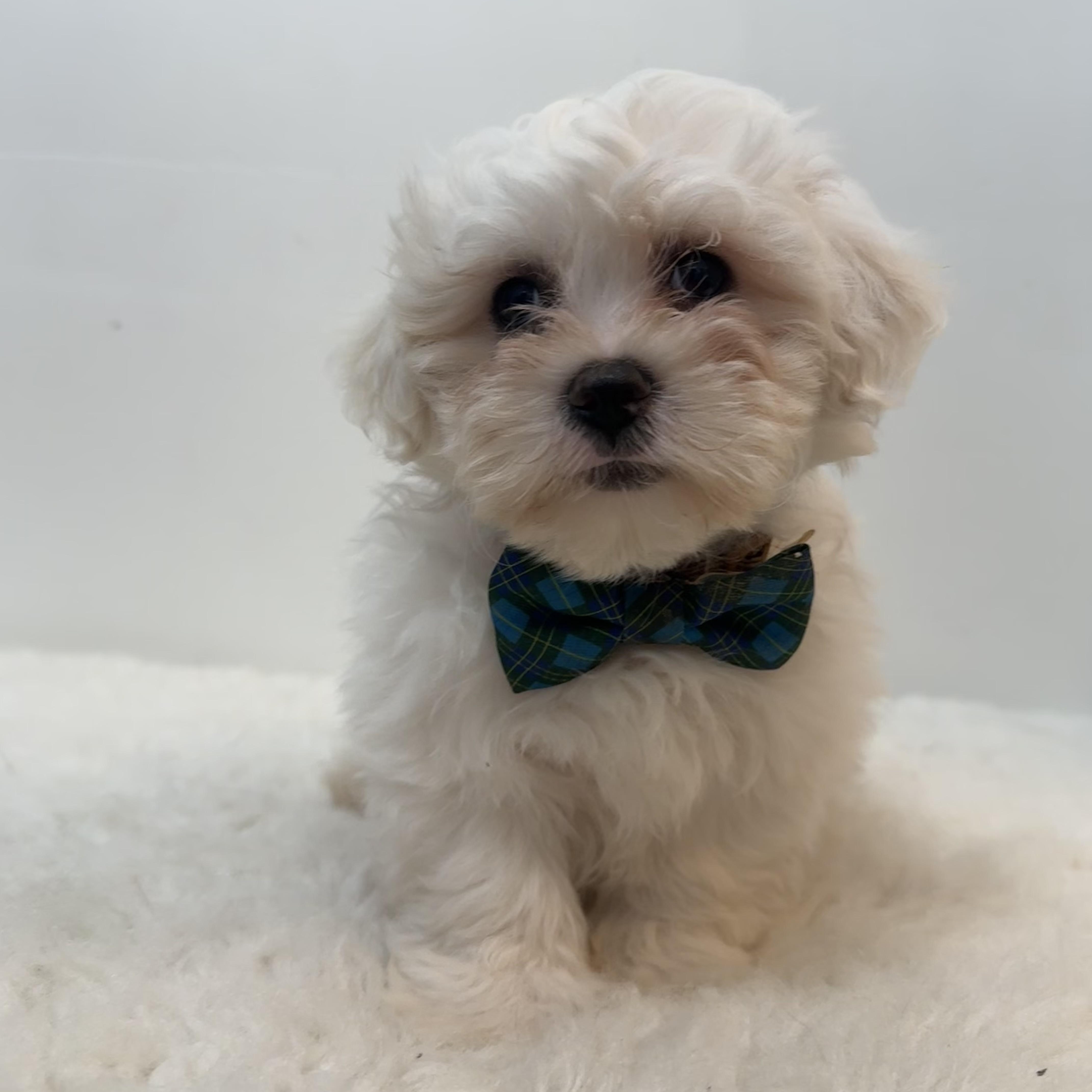Enlarge Coconut, a ADOPTABLE mixed breed in Wrightstown, NJ image 2/6