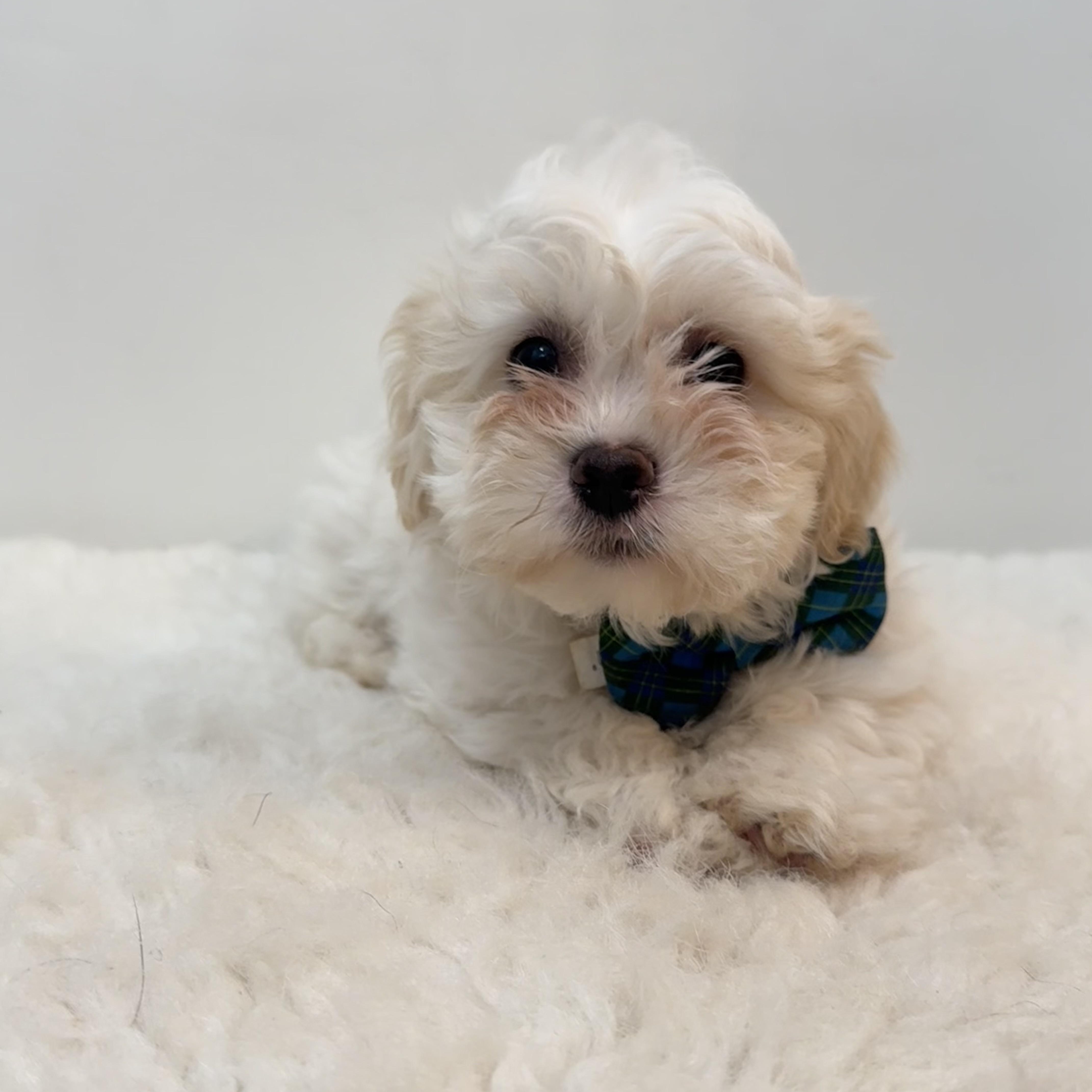 Enlarge Coconut, a ADOPTABLE mixed breed in Wrightstown, NJ image 4/6