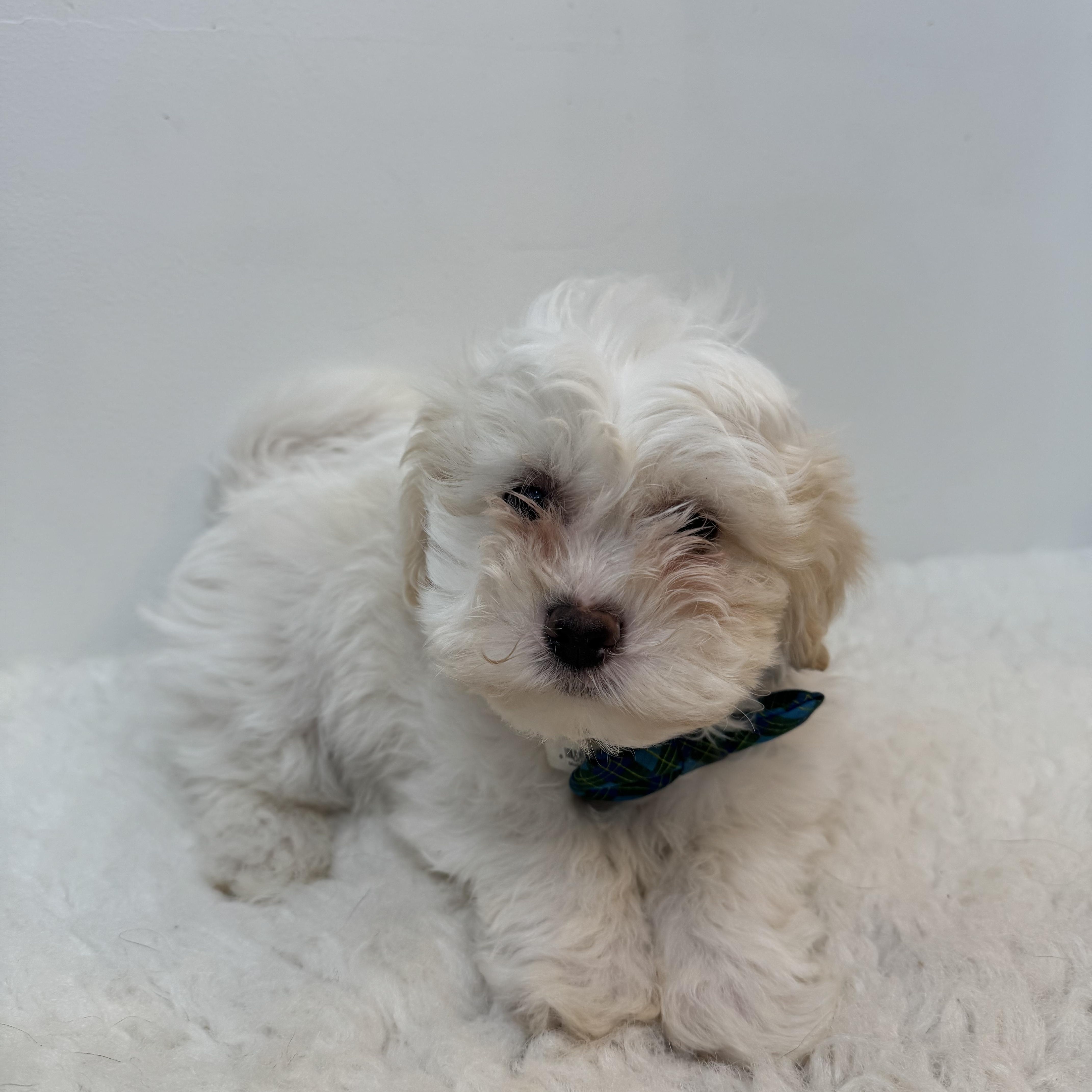 Enlarge Coconut, a ADOPTABLE mixed breed in Wrightstown, NJ image 5/6