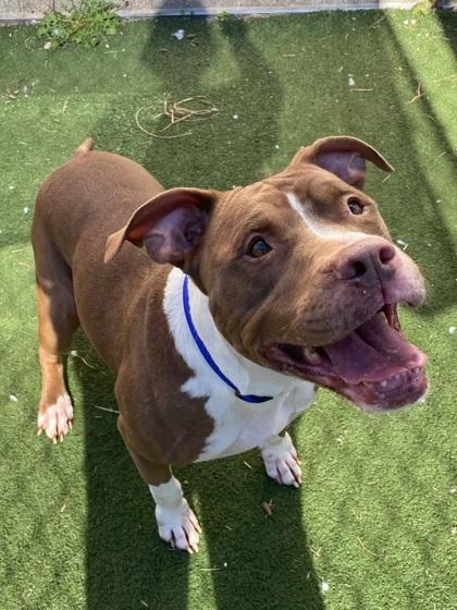 Lady, a Adoptable Pit Bull Terrier in Chesapeake, VA image 1/3