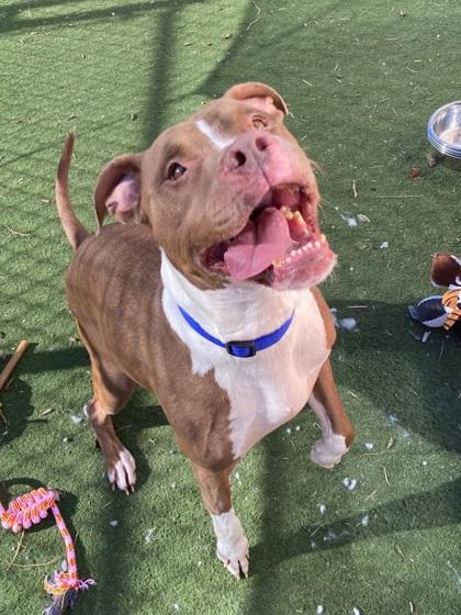 Lady, a Adoptable Pit Bull Terrier in Chesapeake, VA image 2/3