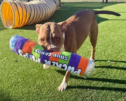 Lady, a Adoptable Pit Bull Terrier in Chesapeake, VA image 3/3