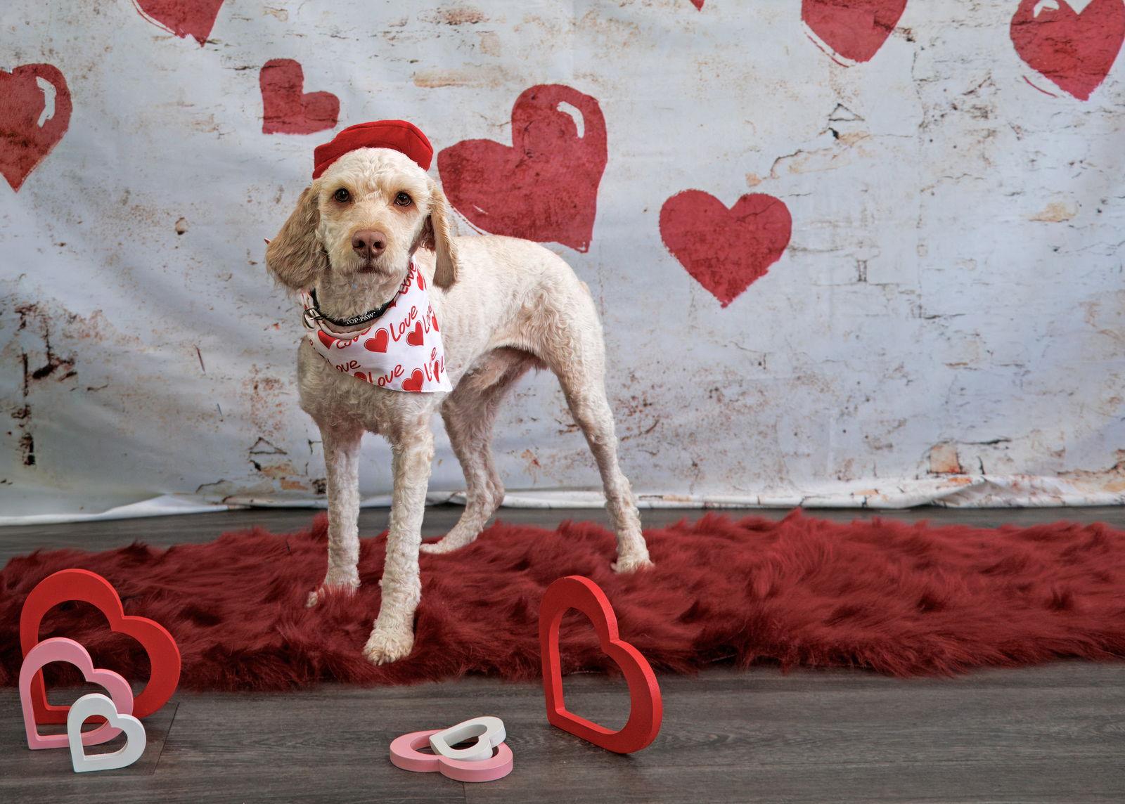 Canelo, Adoptable, Young Male Mixed Breed.