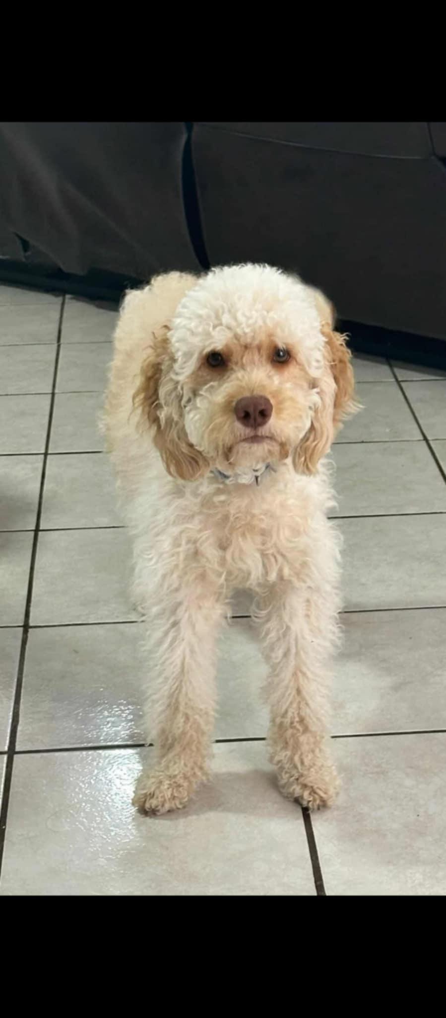 Enlarge Canelo, a Adoptable Mixed Breed in Morganville, NJ image 1/1