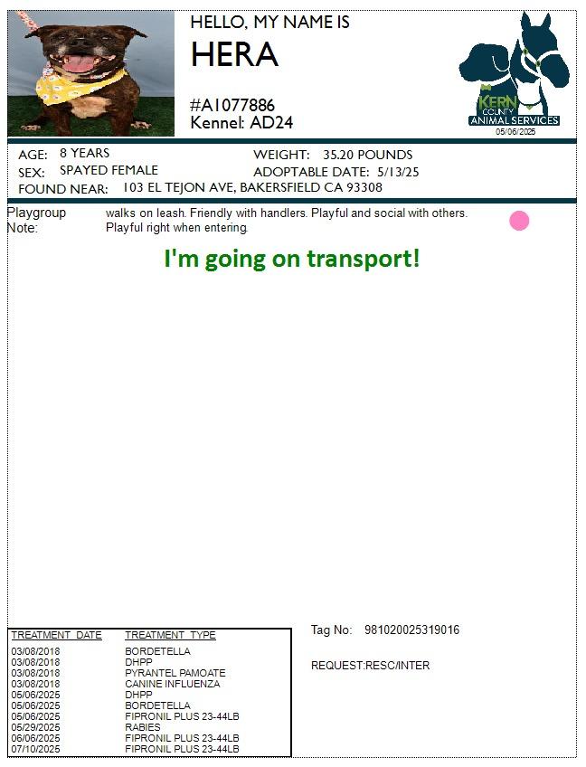 Enlarge Harriett, a Adoptable Pit Bull Terrier in Tehachapi, CA image 1/6