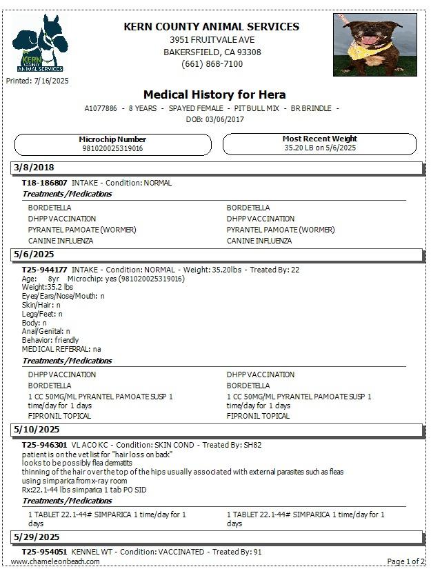 Enlarge Harriett, a Adoptable Pit Bull Terrier in Tehachapi, CA image 3/6