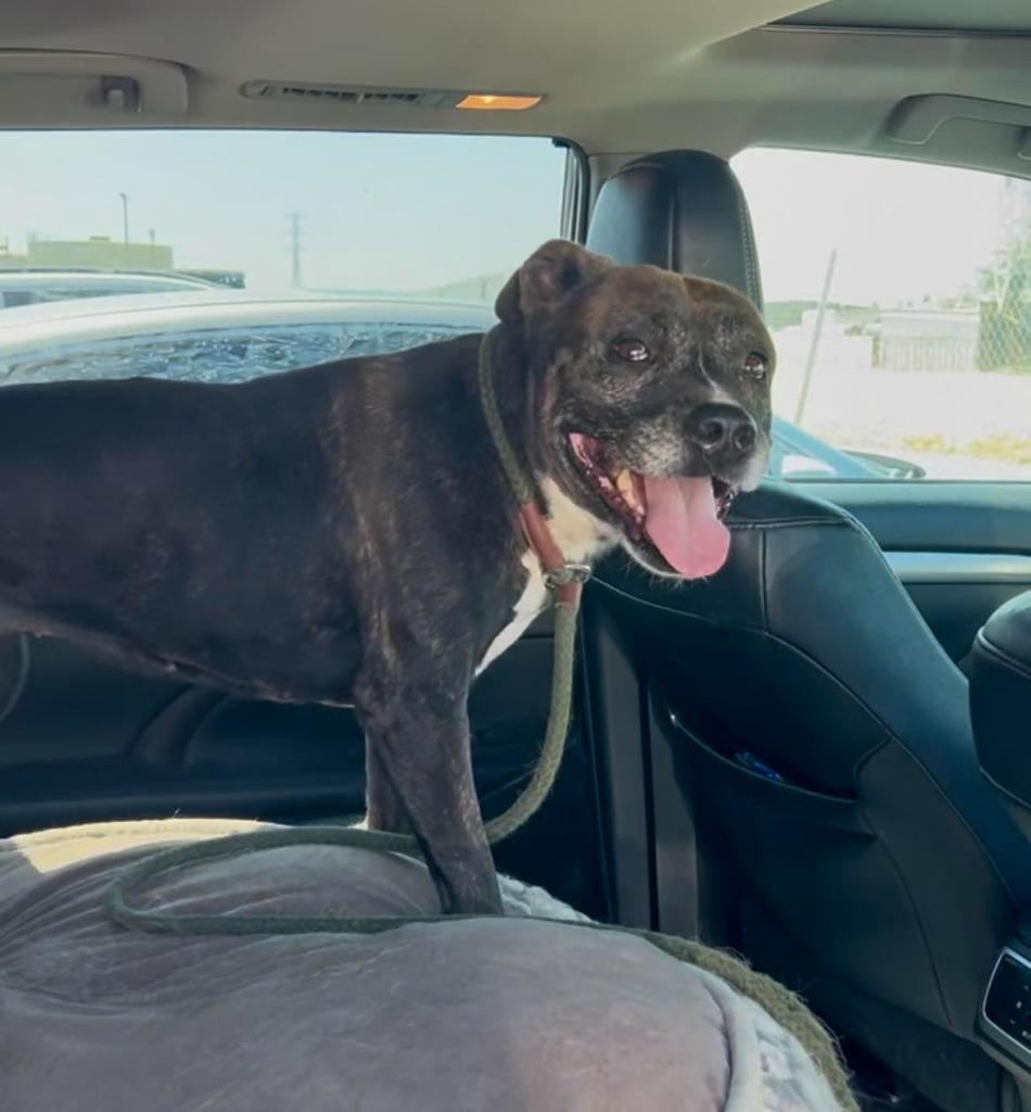 Enlarge Harriett, a Adoptable Pit Bull Terrier in Tehachapi, CA image 5/6