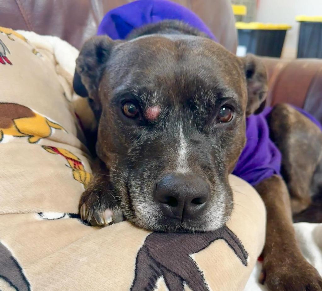 Enlarge Harriett, a Adoptable Pit Bull Terrier in Tehachapi, CA image 6/6