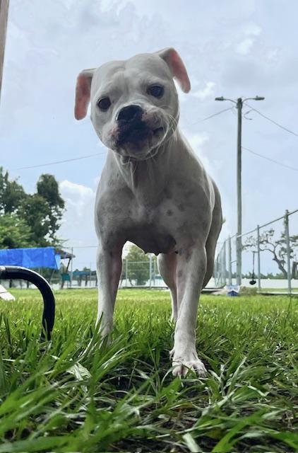 Gaya, Adoptable, Adult Female American Bully.