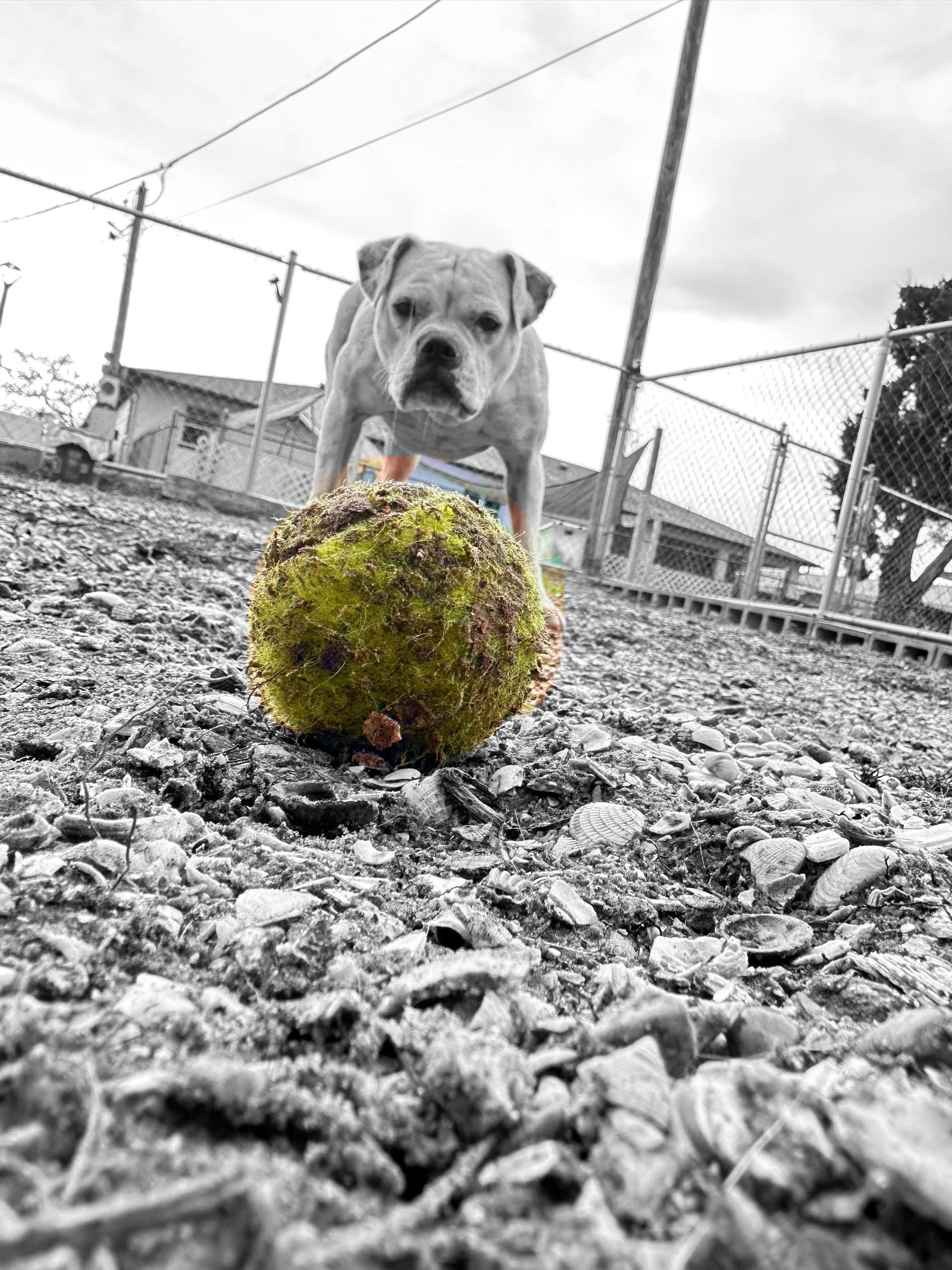 Enlarge Gaya, a Adoptable mixed breed in New Port Richey, FL image 2/6