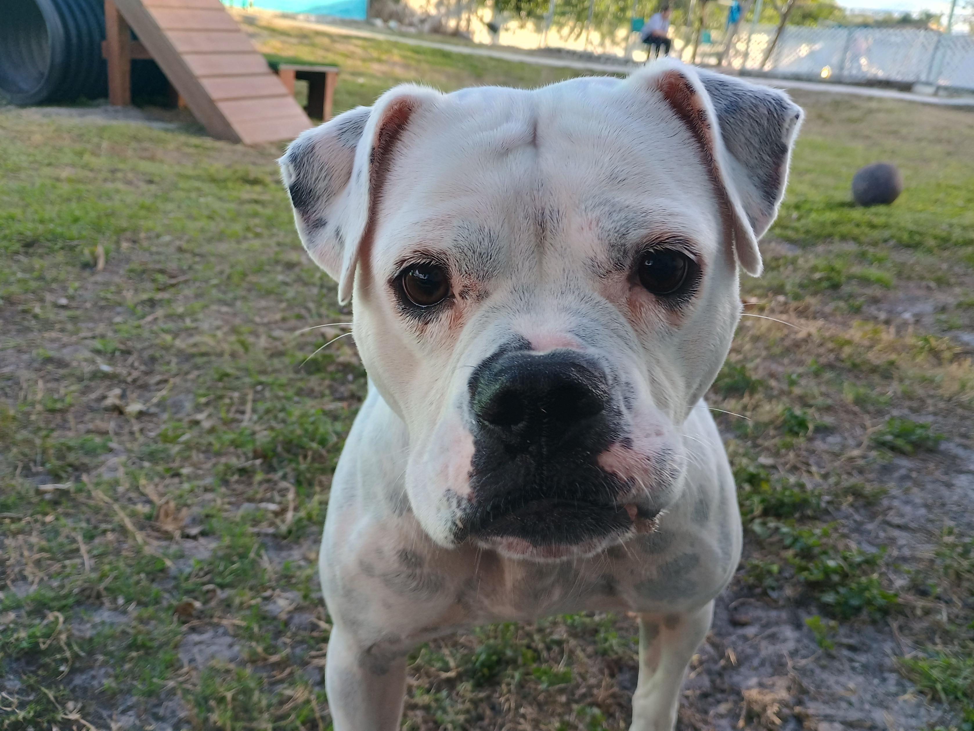Enlarge Gaya, a Adoptable mixed breed in New Port Richey, FL image 1/6
