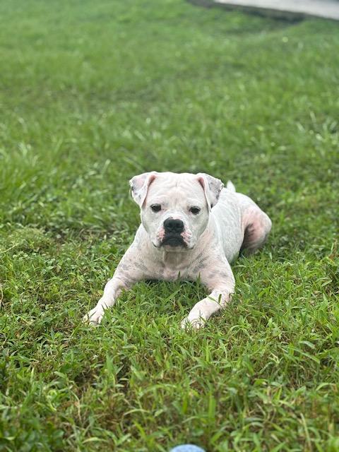 Enlarge Gaya, a Adoptable mixed breed image 3/4