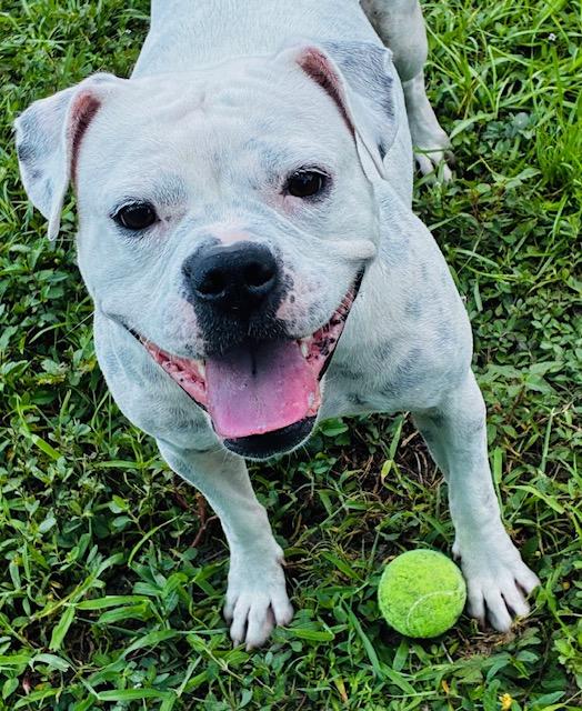 Enlarge Gaya, a Adoptable mixed breed image 4/4