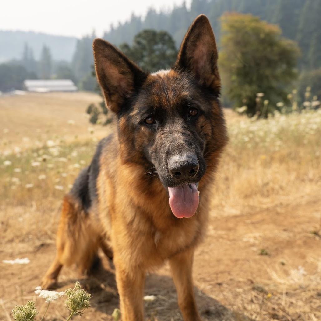 Aurora, Adoptable, Adult Female German Shepherd Dog & Mixed Breed.