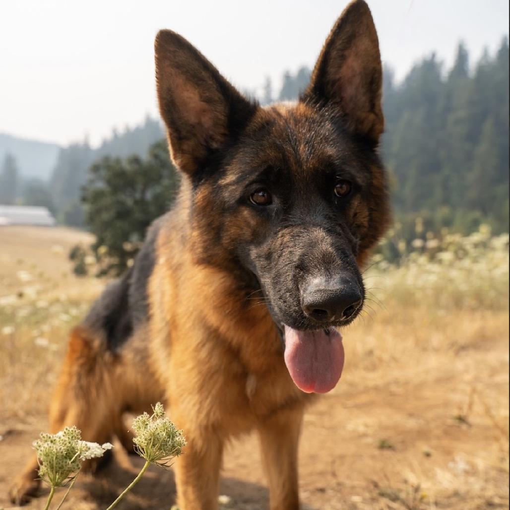 Enlarge Aurora, a Adoptable mixed breed in Salem, OR image 2/6