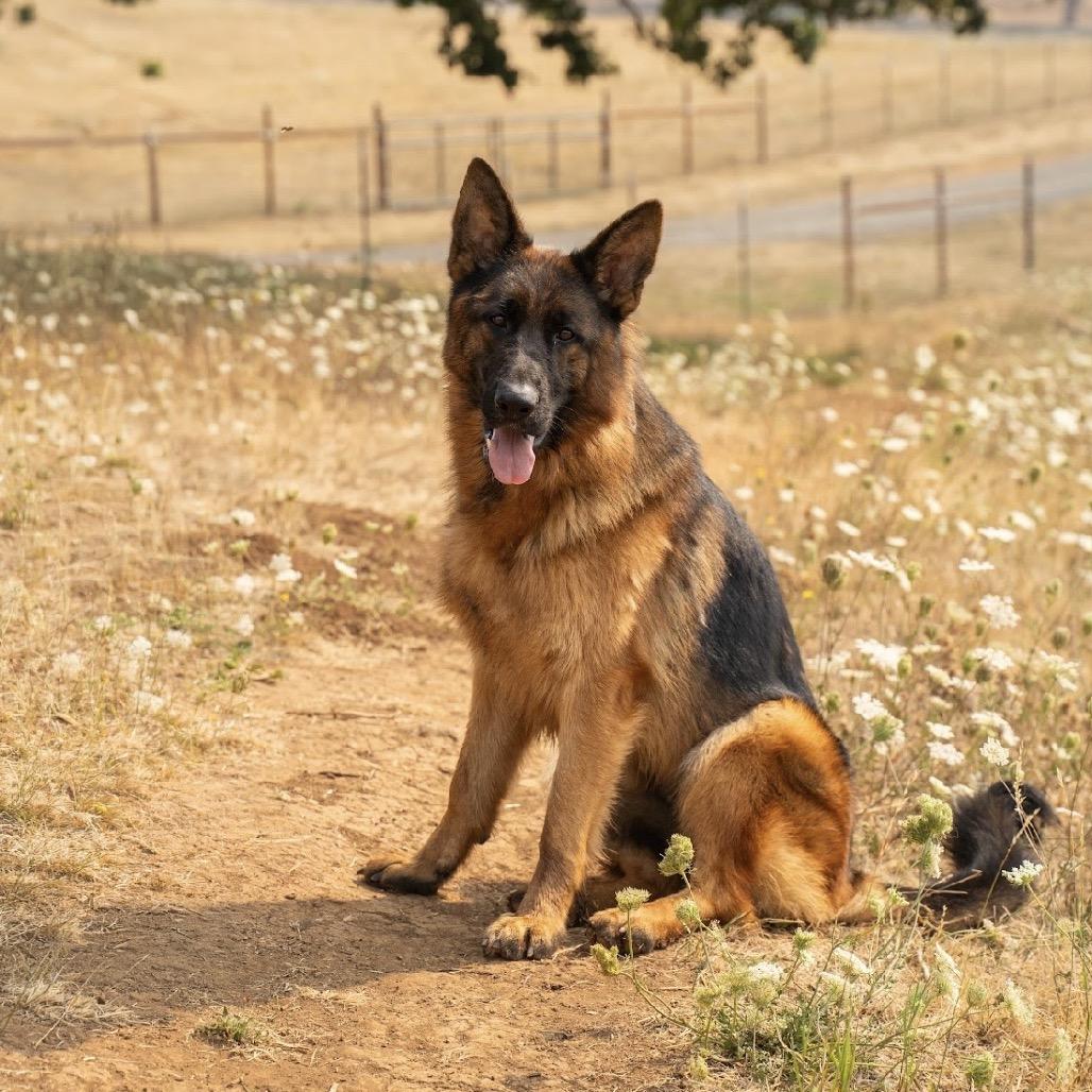 Enlarge Aurora, a Adoptable mixed breed in Salem, OR image 3/6