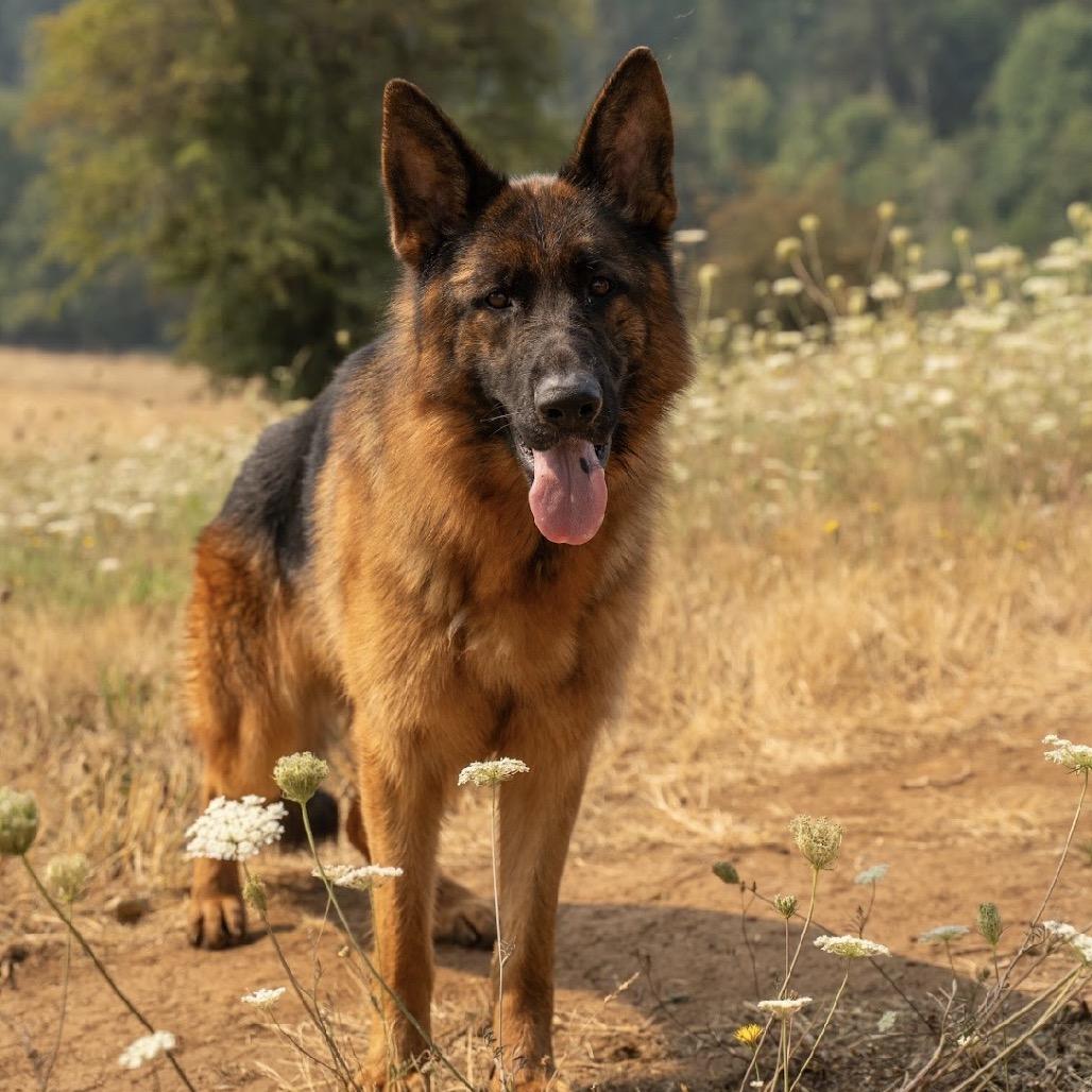 Enlarge Aurora, a Adoptable mixed breed in Salem, OR image 4/6
