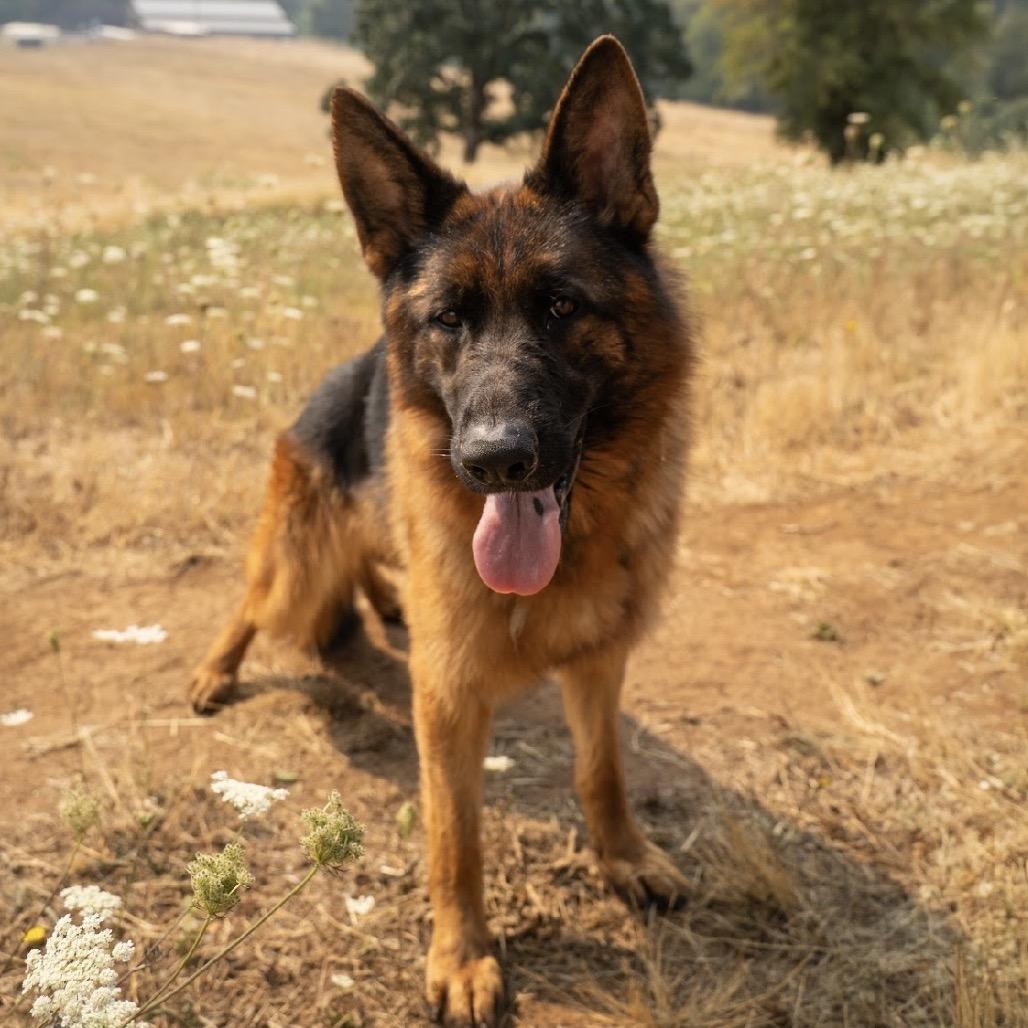 Enlarge Aurora, a Adoptable mixed breed in Salem, OR image 5/6