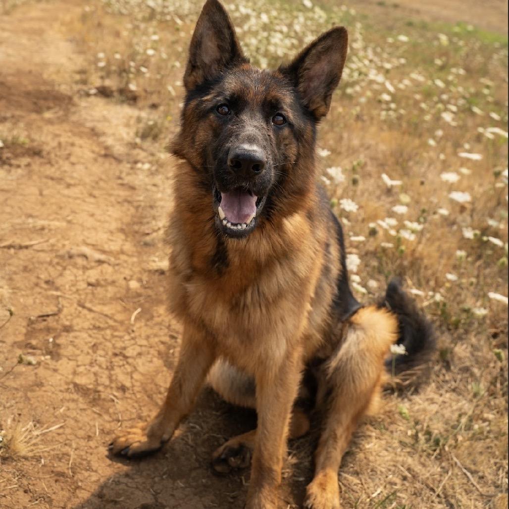 Enlarge Aurora, a Adoptable mixed breed in Salem, OR image 6/6