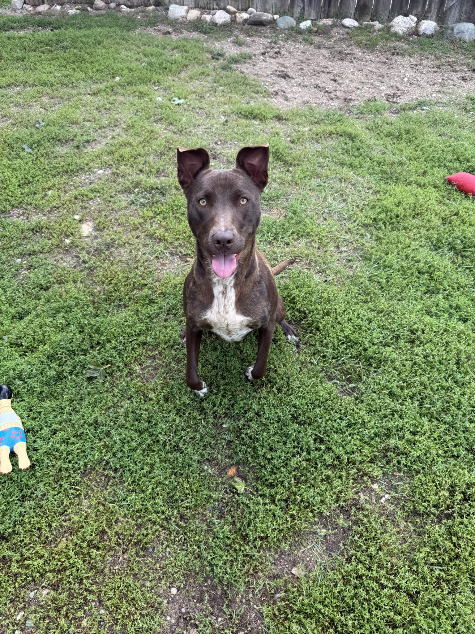 Enlarge Mocha, a Adoptable mixed breed in Bellaire, MI image 1/1